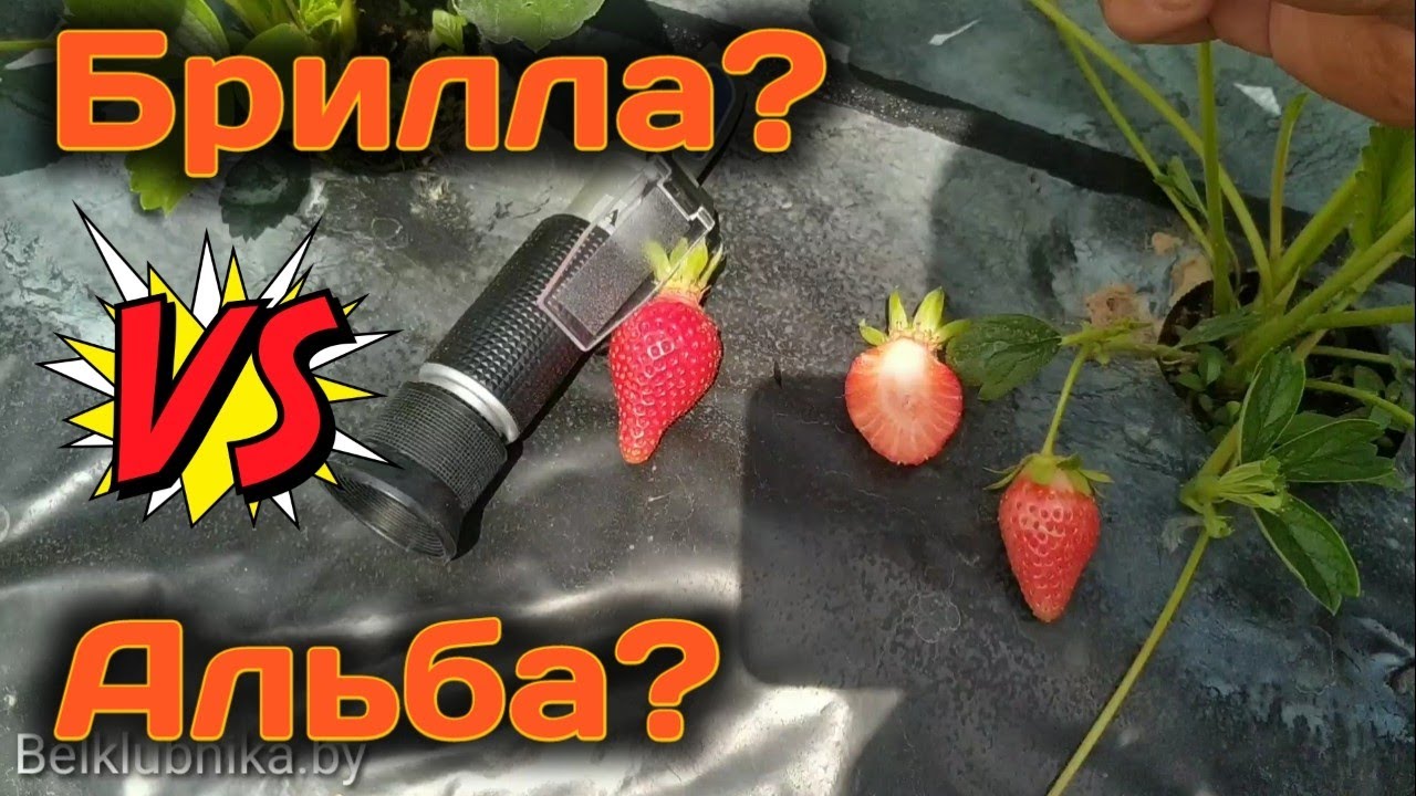 Брилла или Альба?🤔 Вот в чём вопрос?🤔