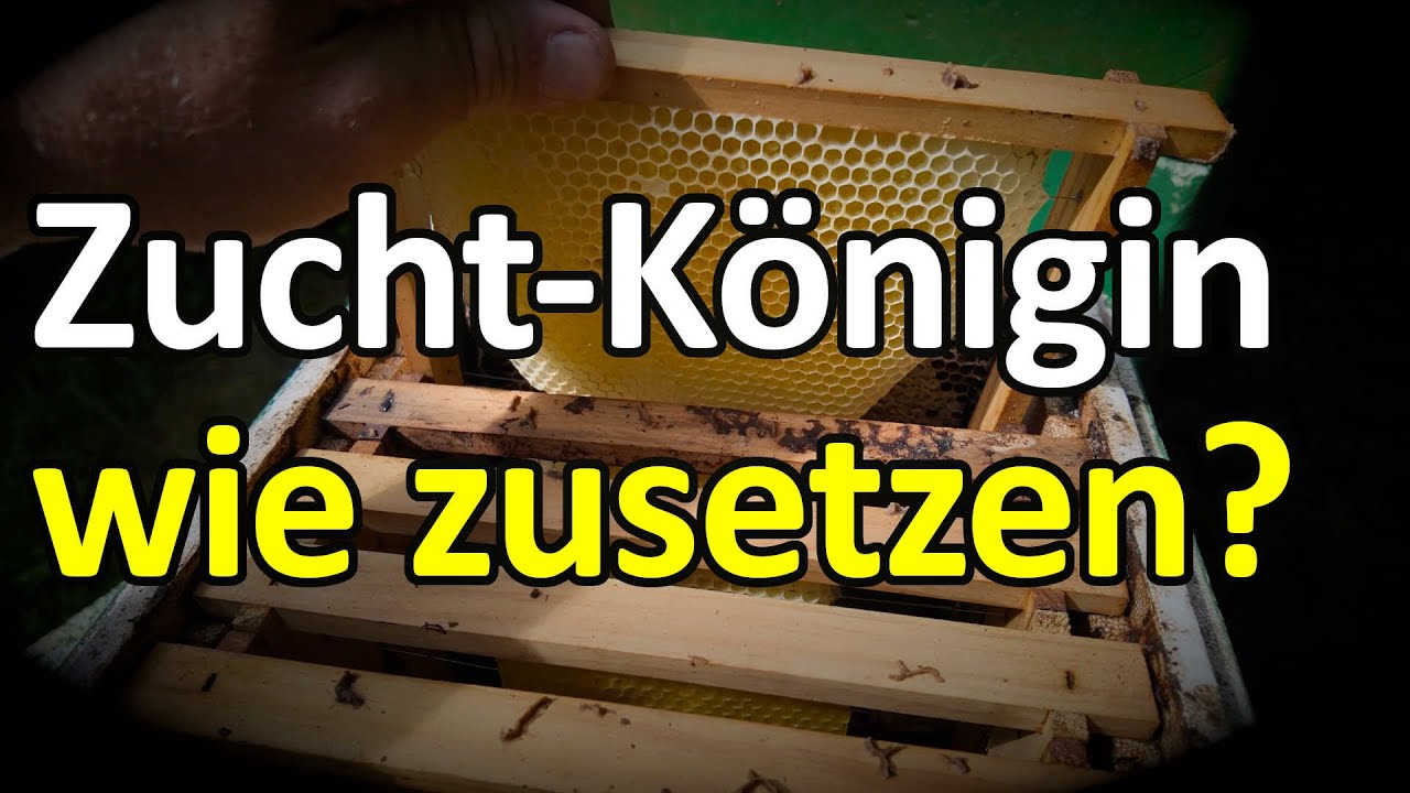 Zucht-Königin spontan zusetzen, so geht's! Nigra Dunkle Biene Kunstschwarm Mini Plus