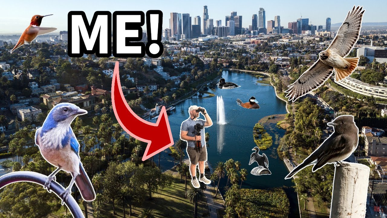 Birding in the MIDDLE of Los Angeles