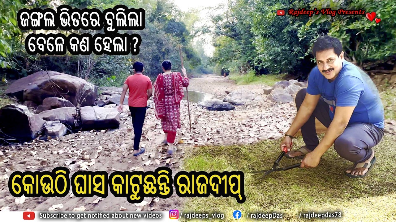 କୋଉଠି ଘାସ କାଟୁଛନ୍ତି ରାଜଦୀପ୍ ? ଜଙ୍ଗଲ ଭିତରେ ବୁଲିଲା ବେଳେ କଣ ହେଲା ? Rajdeep's Vlog - 244