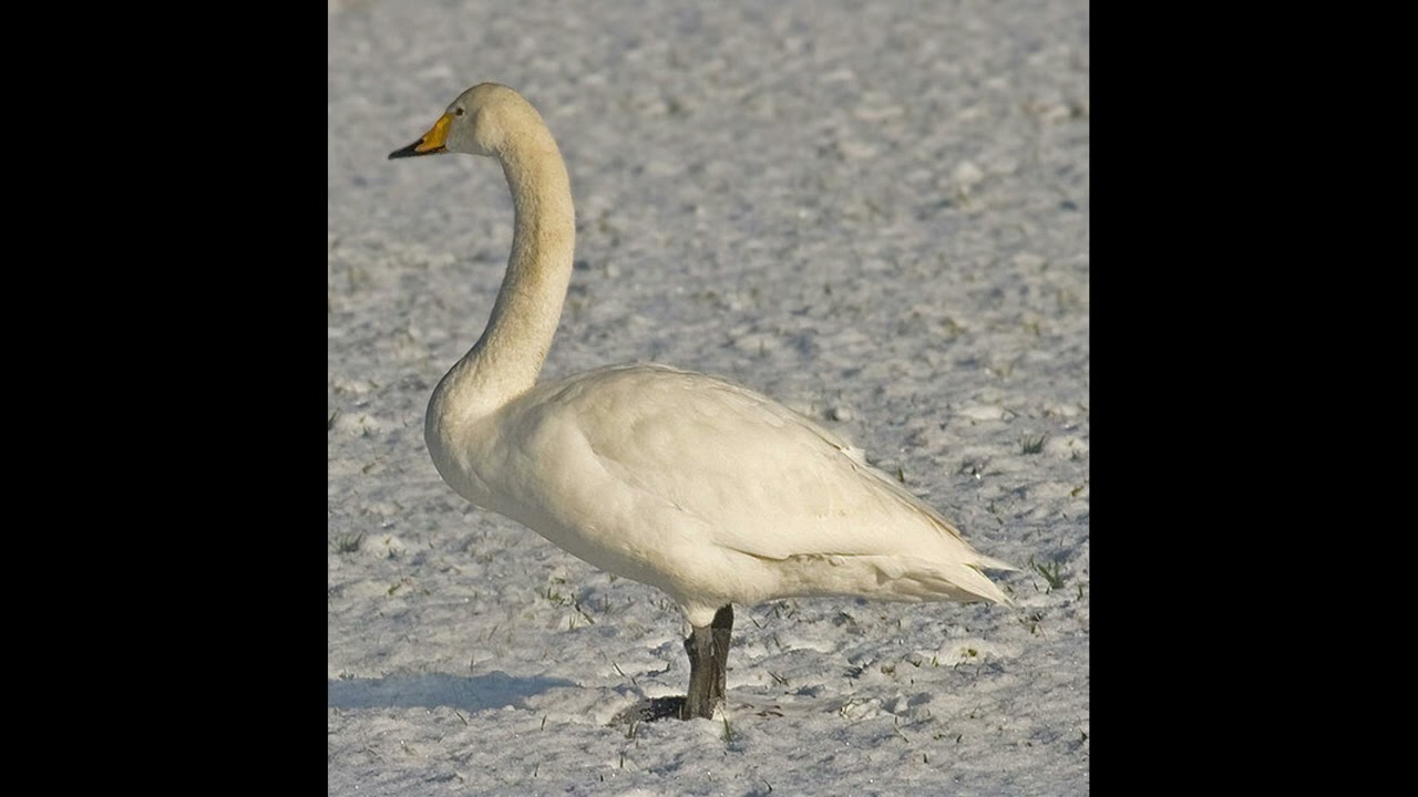 Whooper Swan Bird Sound