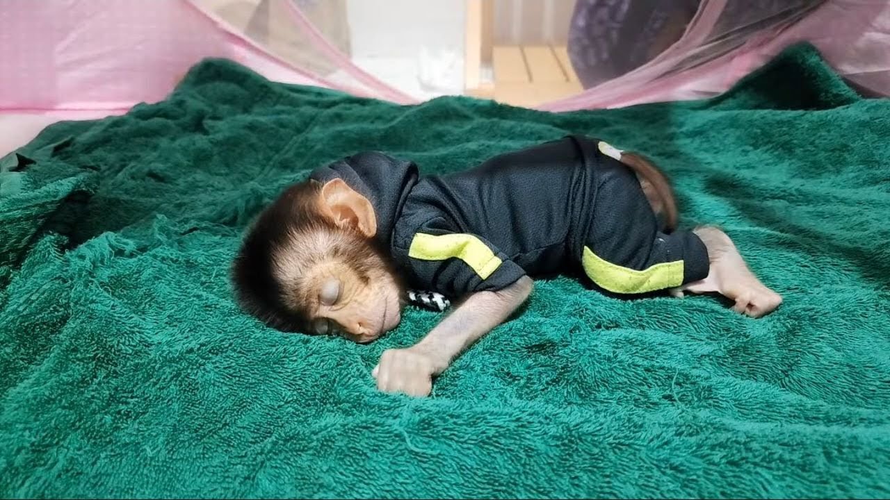 Baby Monkey Sleep After Bathing