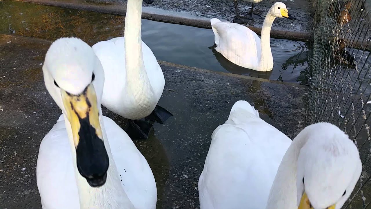 Call of the whooper swan (a flock of whooper swans)