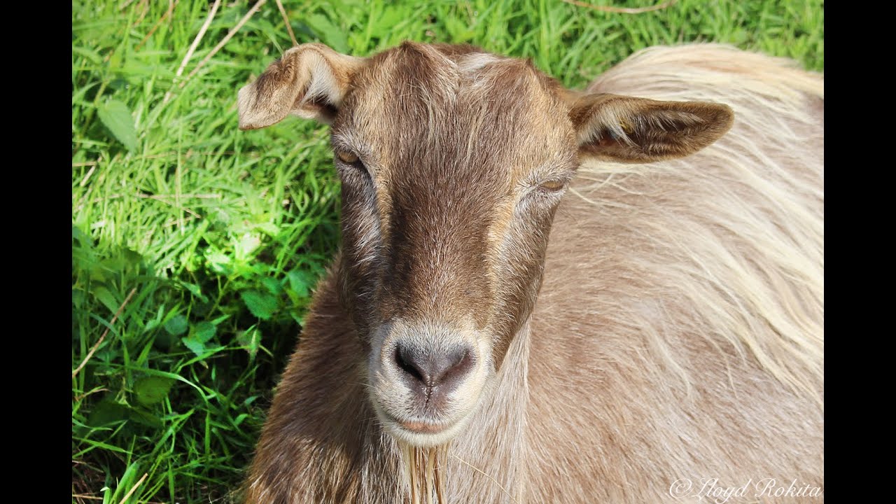 ART THERAPIE ANIMAL - LA ZOOTHERAPIE OU THERAPIE ASSISTEE PAR L'ANIMAL