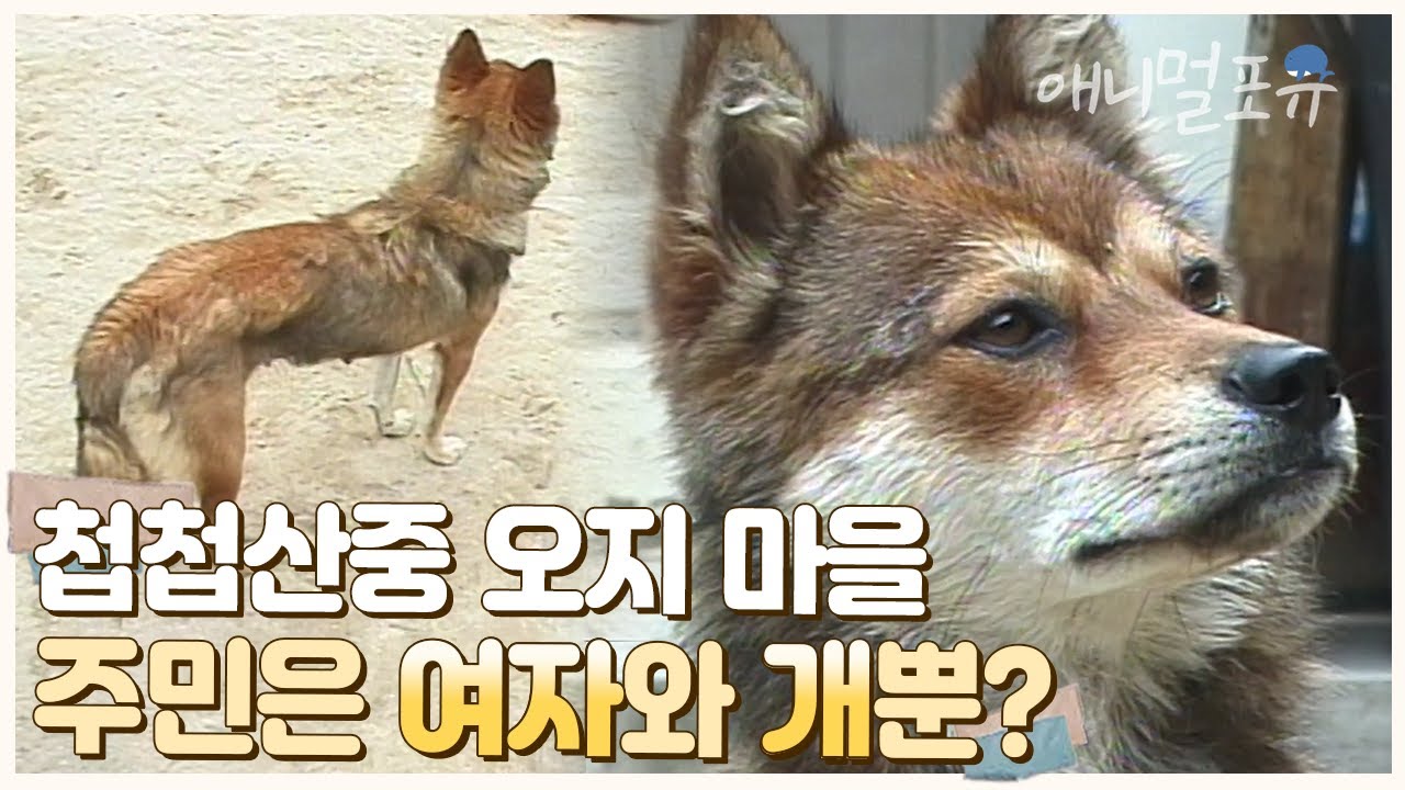 산에서 짐승이 내려올까.. 진지하게 보초 서는 진돗개🐶😎 | 첩첩산중, 벌과 함께 산다! | KBS 현장르포 000928 방송