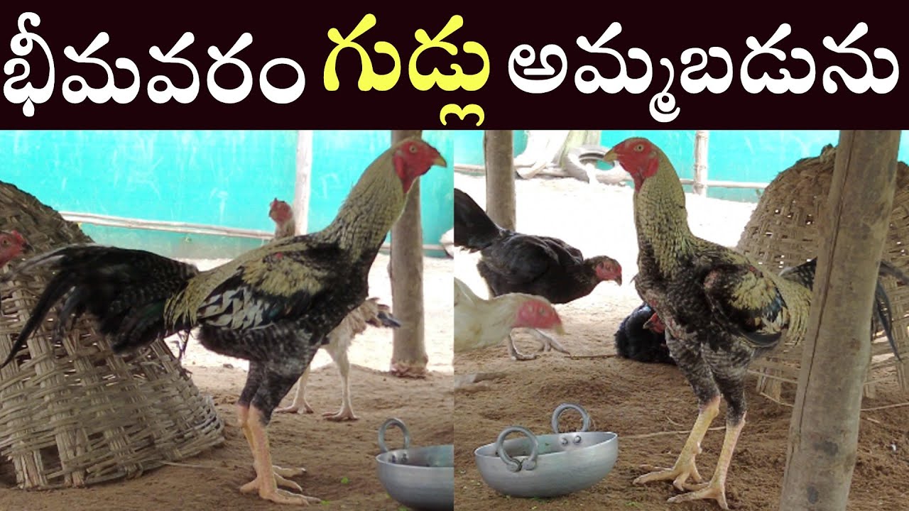 భీమవరం జాతి గుడ్లు అమ్మబడును : 9908893460..Bhimavaram Jathi Eggs Available..