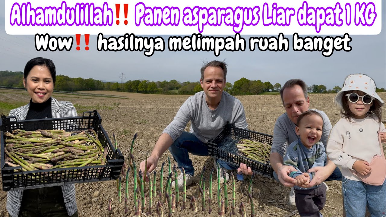 PANEN ASPARAGUS LIAR DAPAT 1 KG || WOW‼️HASILNYA MELIMPAH RUAH 😂