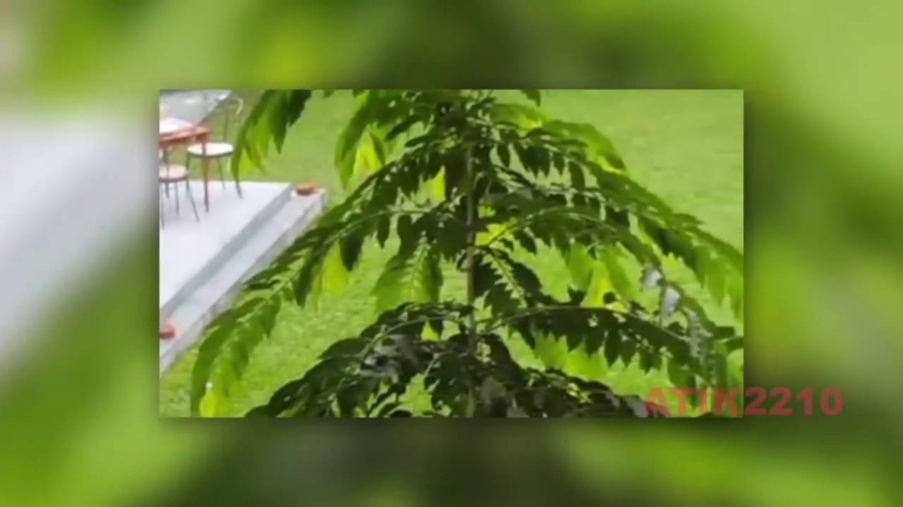 Casertasera.it il video del rilascio degli ostaggi in bangladesh