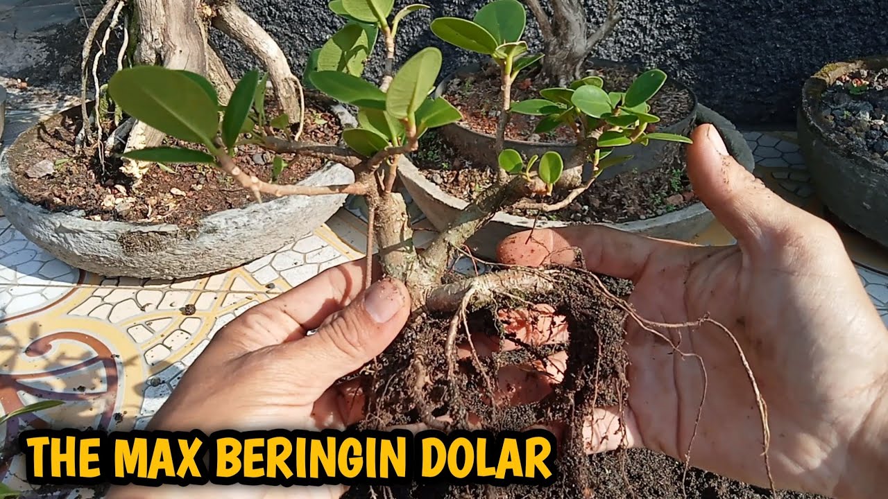 cara membuat bonsai beringin dolar mini video 7