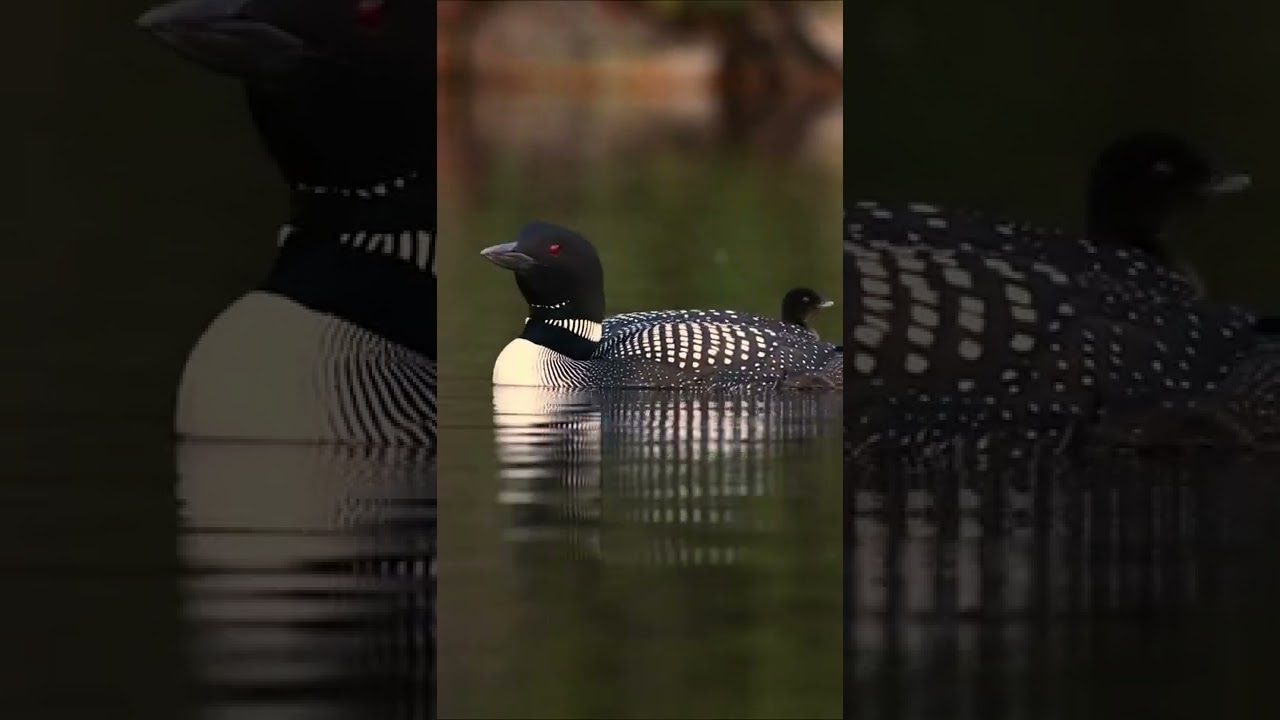 Common Loons Wailing in Maine