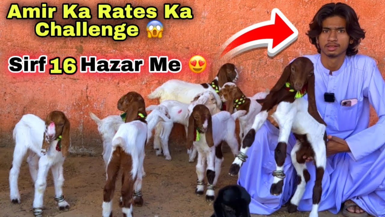 Amir Goat Farm Dodh Wali Bakriyan & Bacho Wali Bakriyan 🚨 | Lalukhet Bakra Mandi Se Sasti 