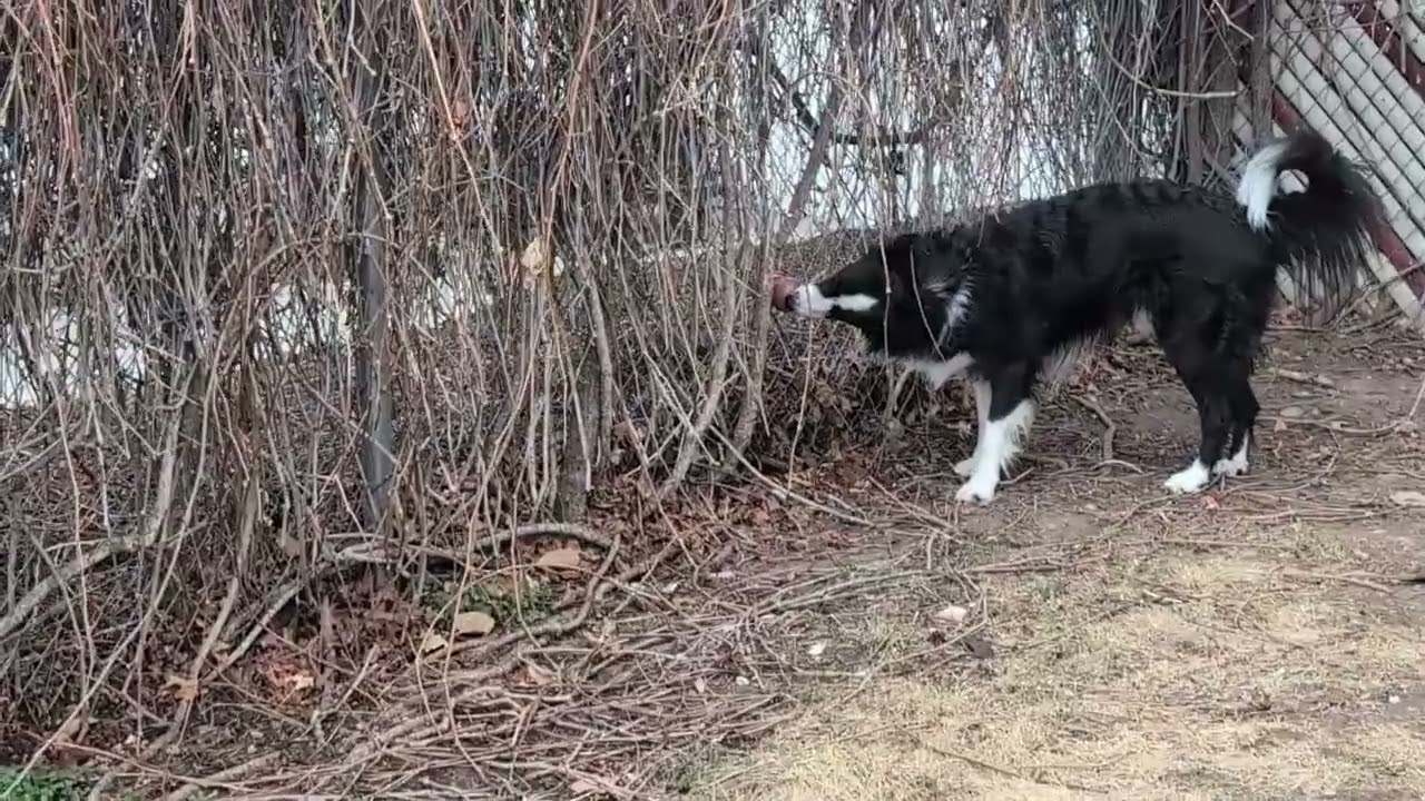Kong hunt in fence