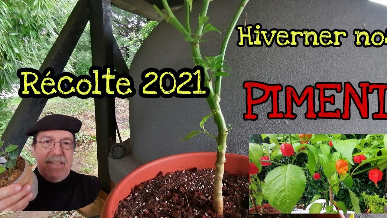#comment*#Hiverner🌶️ nos #piments 🌶️récolte 2021pour une meilleure production
