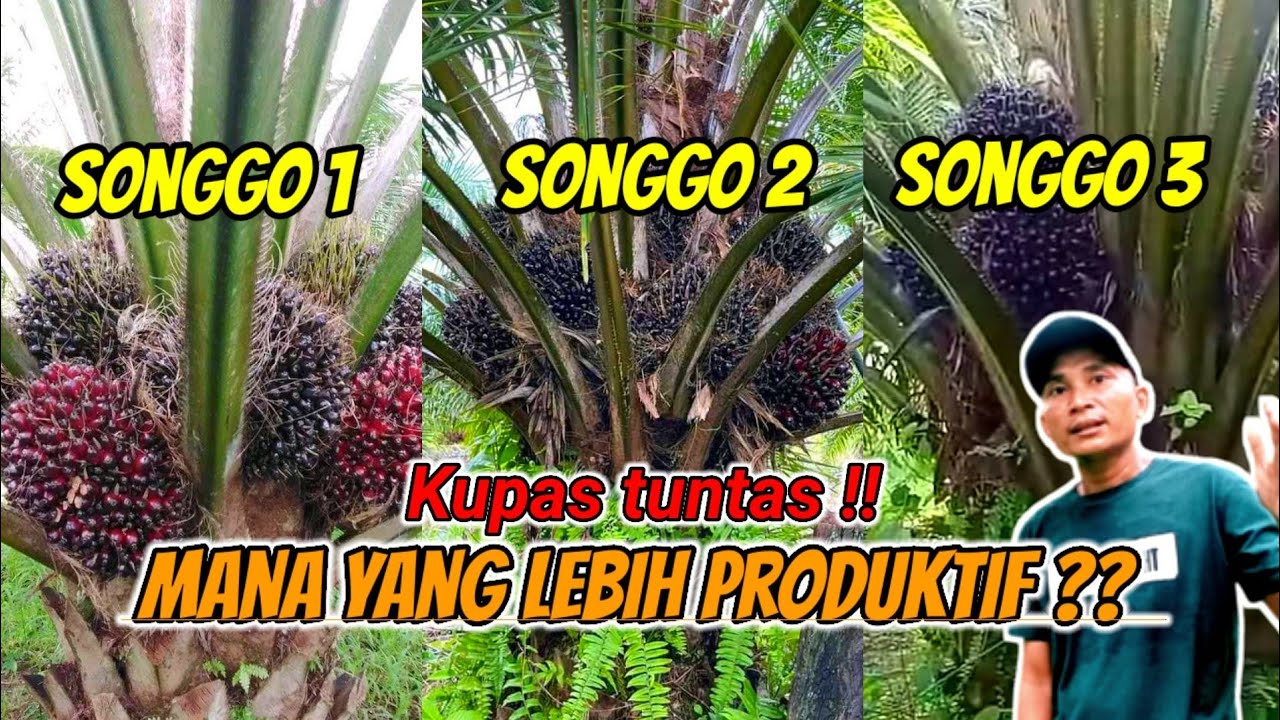 kupas tuntas! sawit songgo 1 songgo 2 dan songgo 3