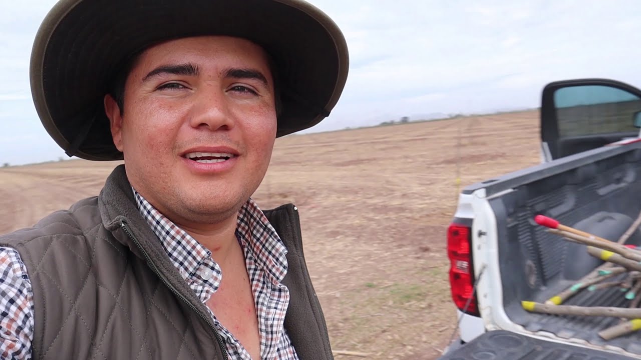 La importancia de la cianamida hidrogenada en las plantas / agricultura en mexico.
