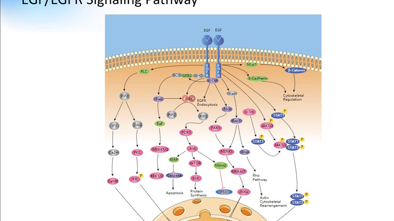 EGF EGFR Signaling Pathway Creative Diagnostics