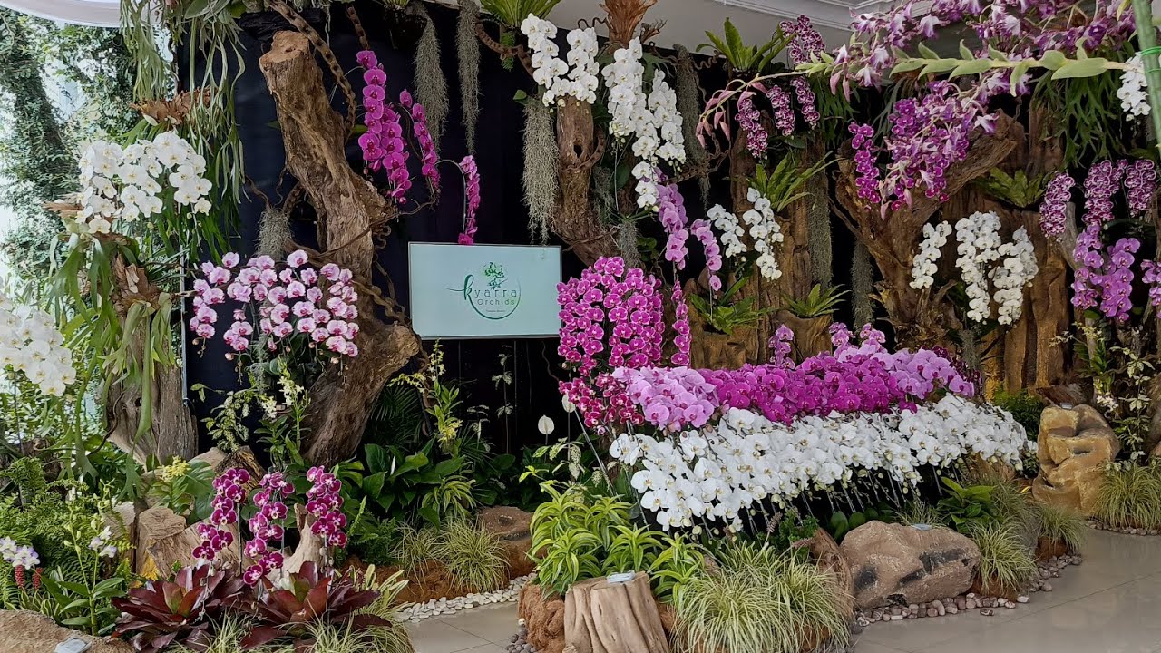 Dijamin MUPENG, pengen semua @Shining Batu Orchid Week 2025