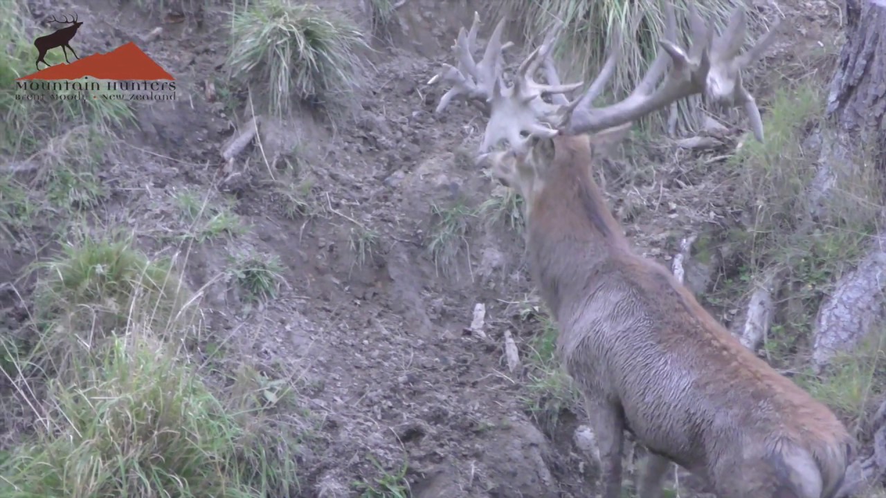 Big New Zealand Red Stag
