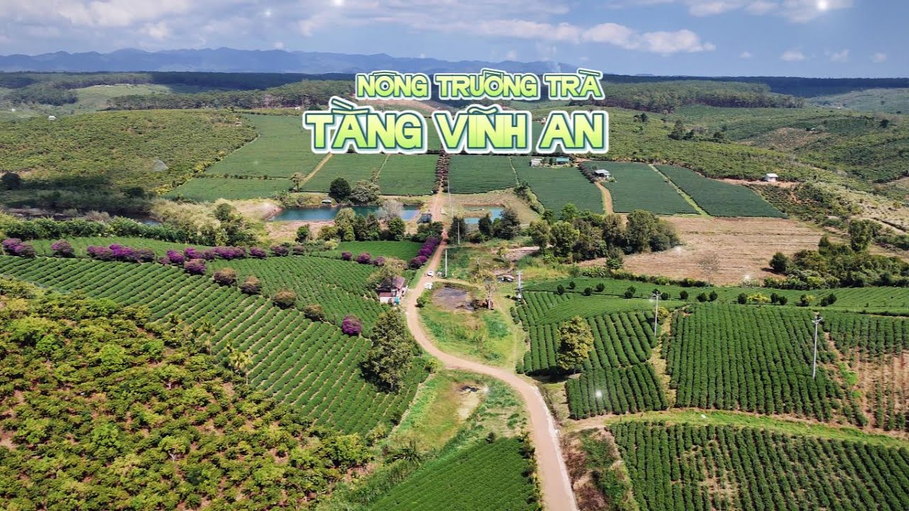 Cảnh đẹp Nông trường trà Tằng Vĩnh An, Bảo Lộc, Lâm Đồng