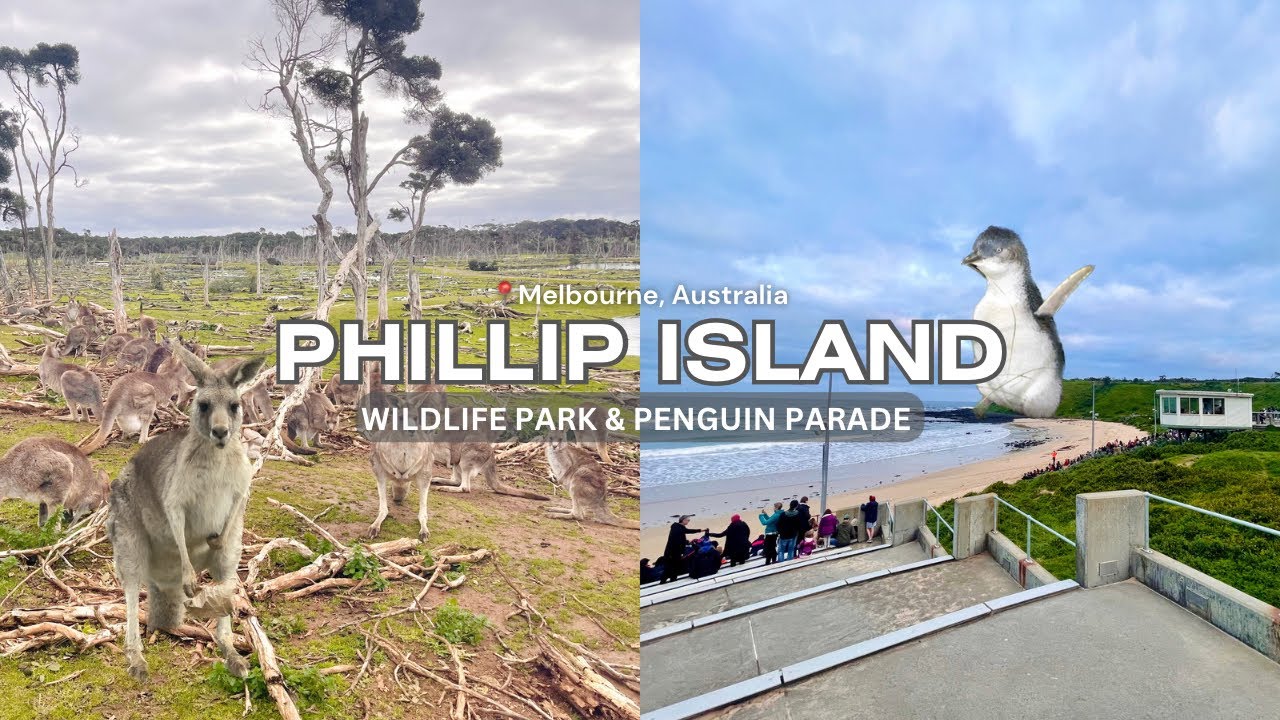 PHILLIP ISLAND DAY TOUR | Visiting wildlife park, feeding Kangaroos, watch the Penguin Parade