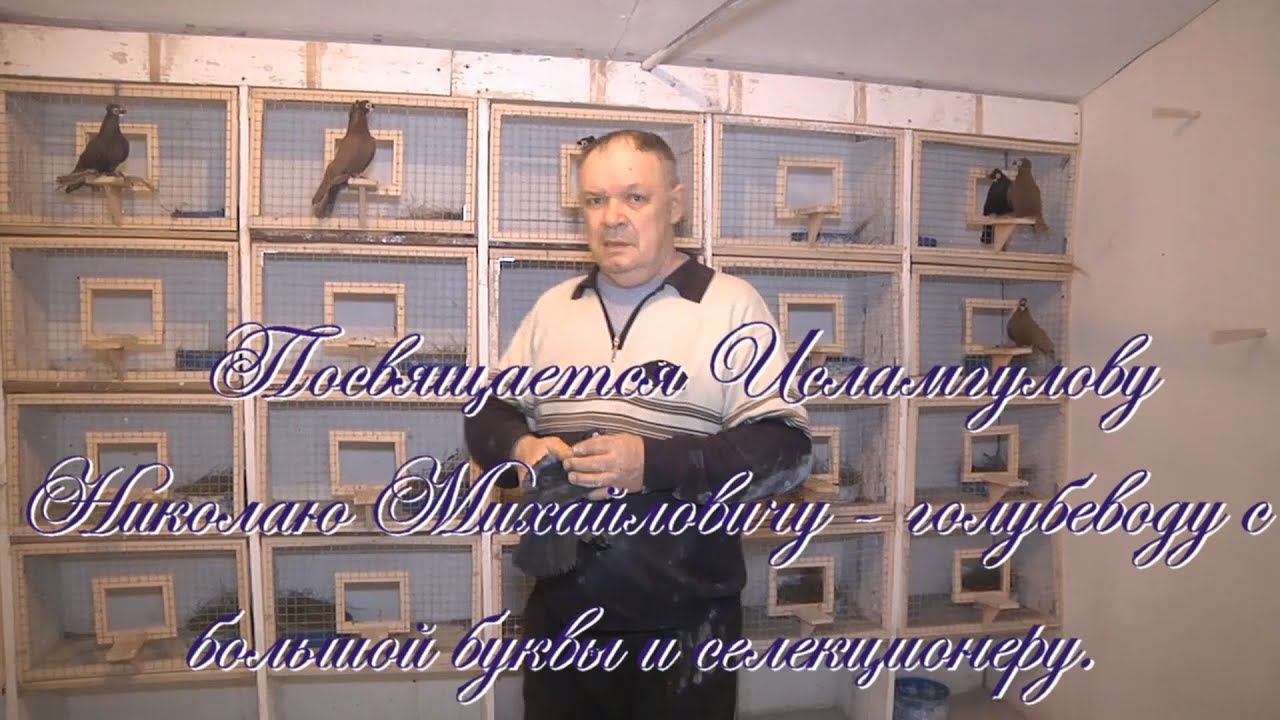 В память о голубеводе и селекционере - Н.М. Исламгулов.