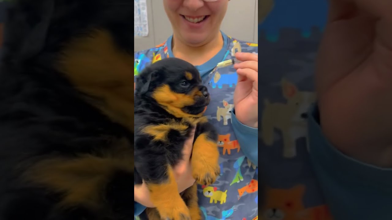 Funny Dogs #Funny #Cute #Dogs #FunnyVideos #Trending #ForYou