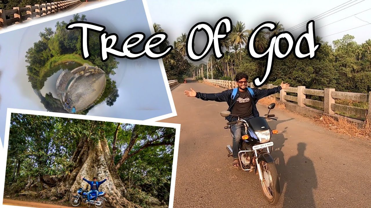 Mysterious Tree in Kudase | Dodamarg | Travel Video | Beautiful Nature