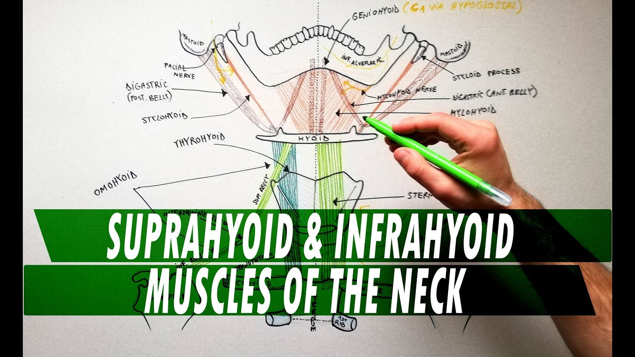 Suprahyoid & Infrahyoid muscles of the neck | Anatomy Tutorial