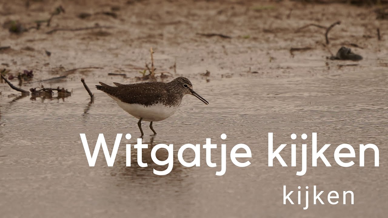 Witgatje kijken / Observing a Green Sandpiper #625