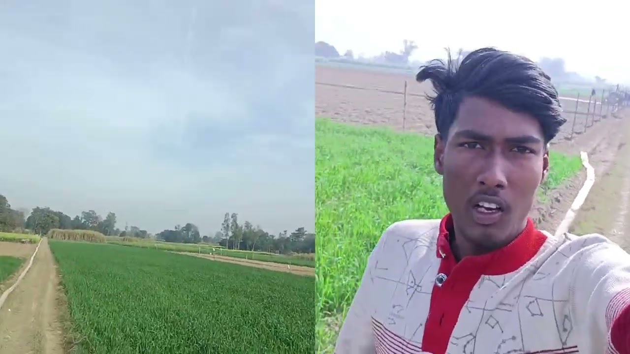 भिंडी और गेहूं भिंडी की सिंचाई हो रहीं हैं 🙏🌾