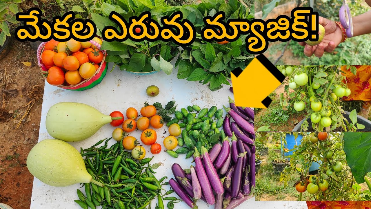 మేకల ఎరువు మ్యాజిక్! 15 రోజుల్లో ఇంటి తోటలో బంపర్ పంట 😲🌿#gardening #gardeningtips #trending #explore