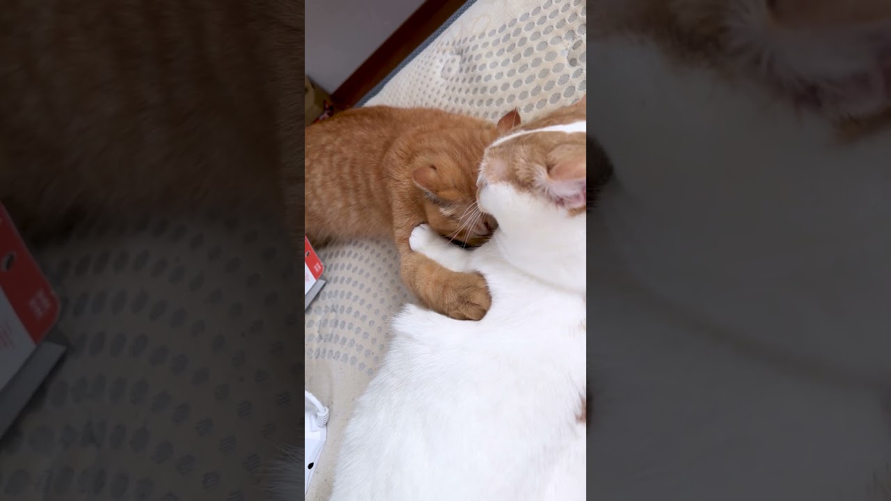 【超癒やし】お姉ちゃんに甘えすぎてとろける猫。恍惚の表情が可愛すぎました…