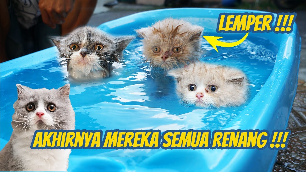 ANAK KUCING DOYAN BANGET RENANG !! SI LEMPER IKUTT