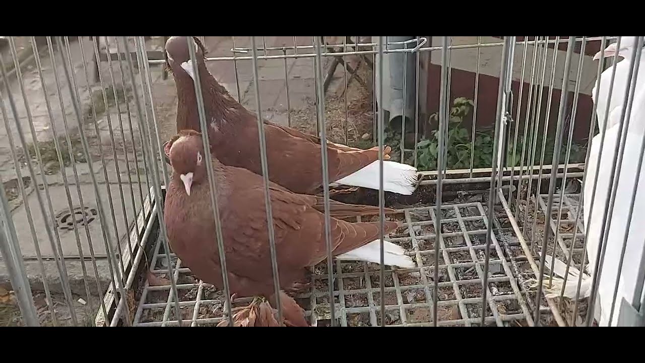 GOŁĘBIE💥BARDZO DUŻY RYNEK TARG GOŁĘBI W PŁOŃSKU 👌CZĘŚĆ 1 💪ZAPRASZAM NA FILM 😊