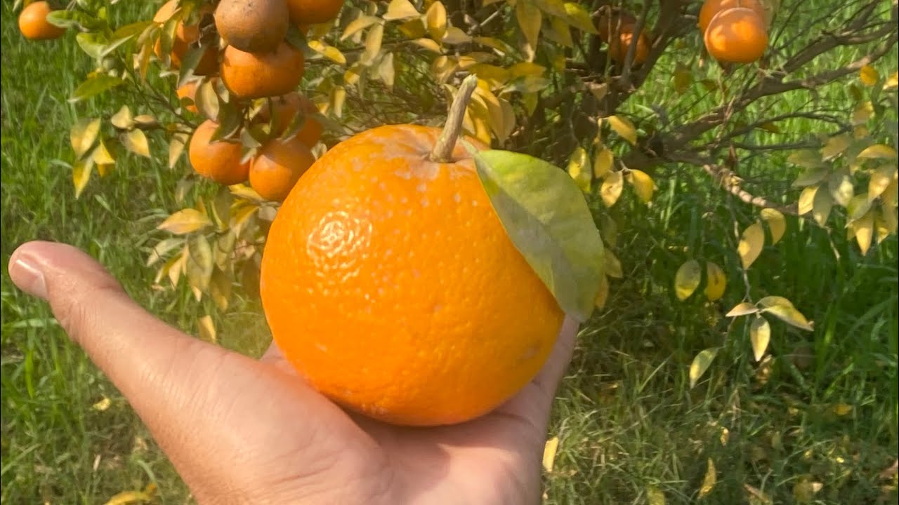 Orange update