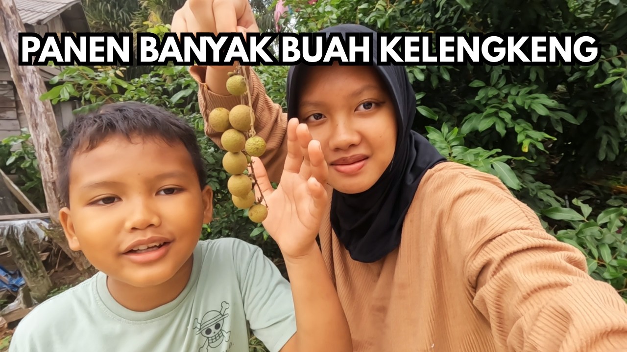Panen buah kelengkeng yang udah besar-besar dan banyak