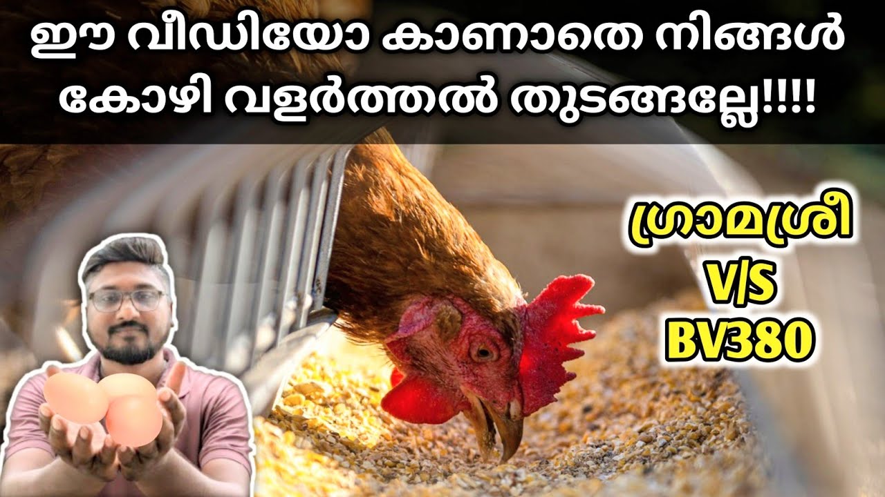 ഗ്രാമശ്രീ കോഴികൾ / BV380 ആണോ വളർത്താൻ നല്ലത്  | Gramasree Kozhi Valarthal | BV380 Kozhi Valarthal