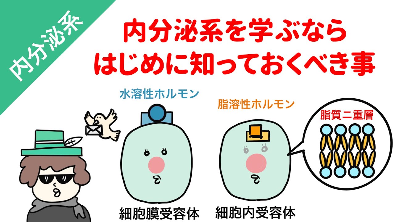 【国試対策】内分泌系（ホルモン）の理解が深まる５つのこと
