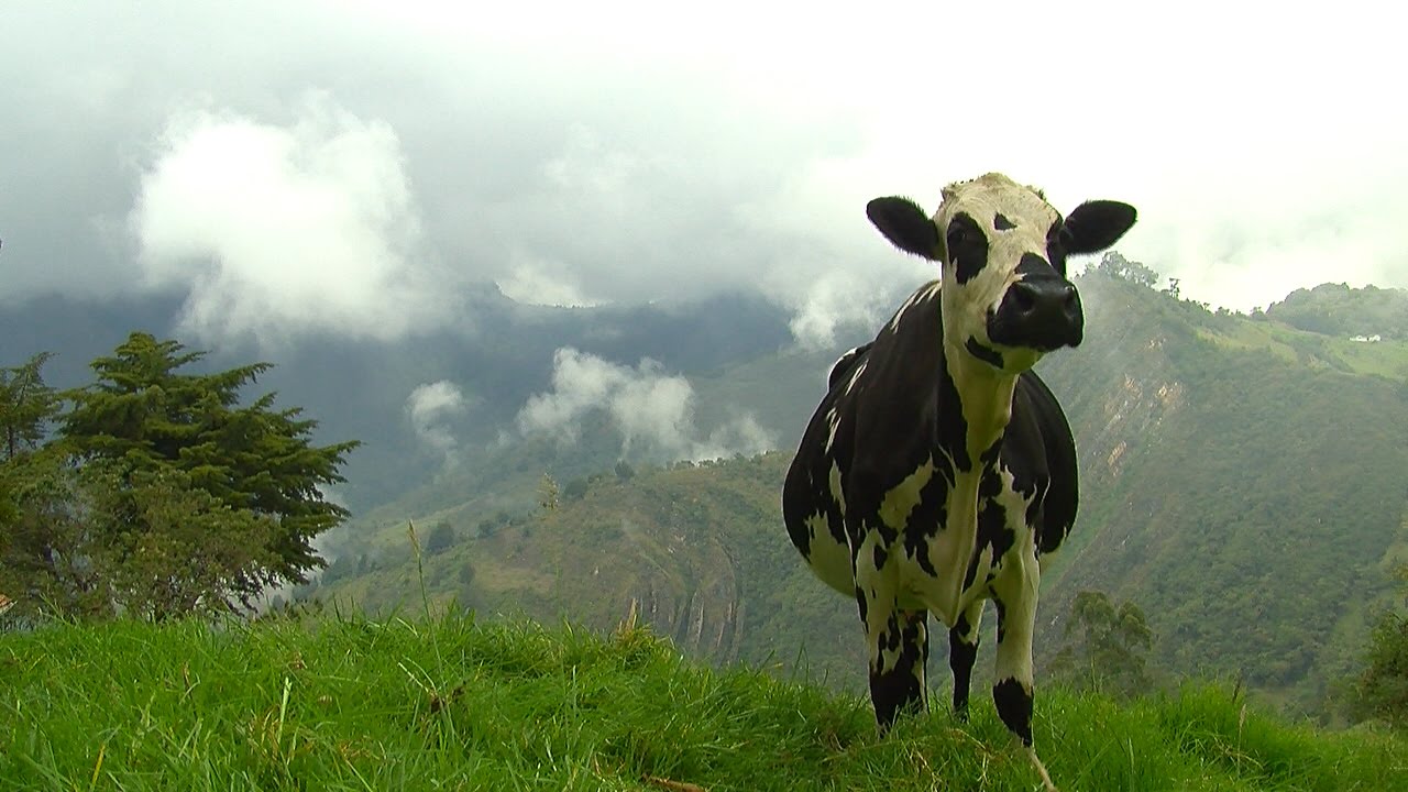 Cómo certificar fincas productoras de leche - TvAgro por Juan Gonzalo Angel