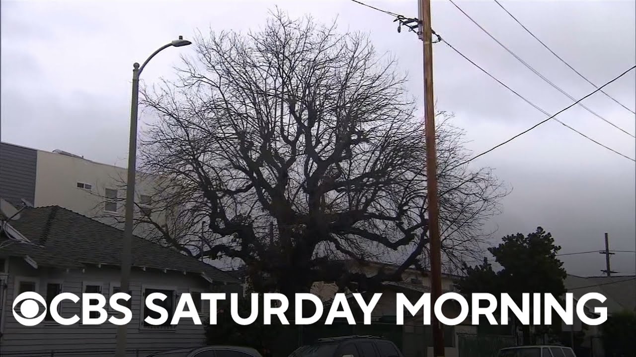 Los Angeles oak tree carries legacy of forgotten 1936 Olympic athlete