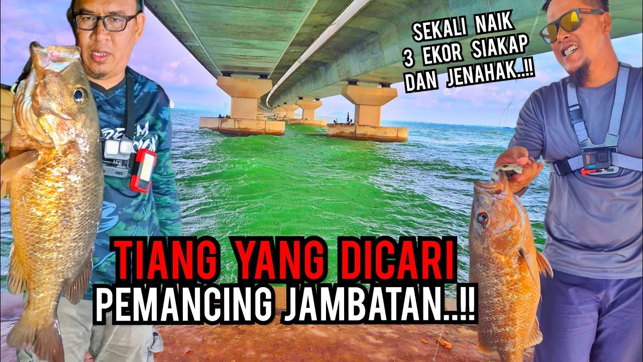 SIAKAP MERAH MENGAMUK DI BAWAH JAMBATAN KEDUA PULAU PINANG