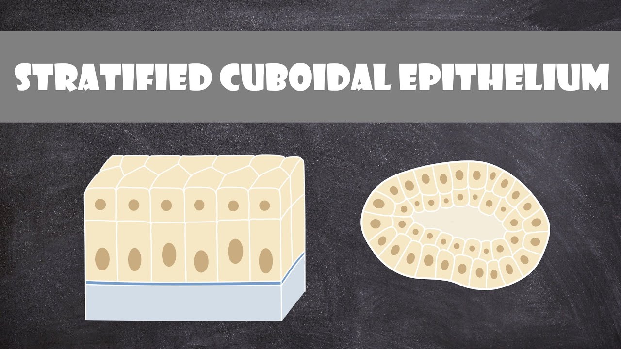 Stratified Cuboidal Epithelium | Anatomy