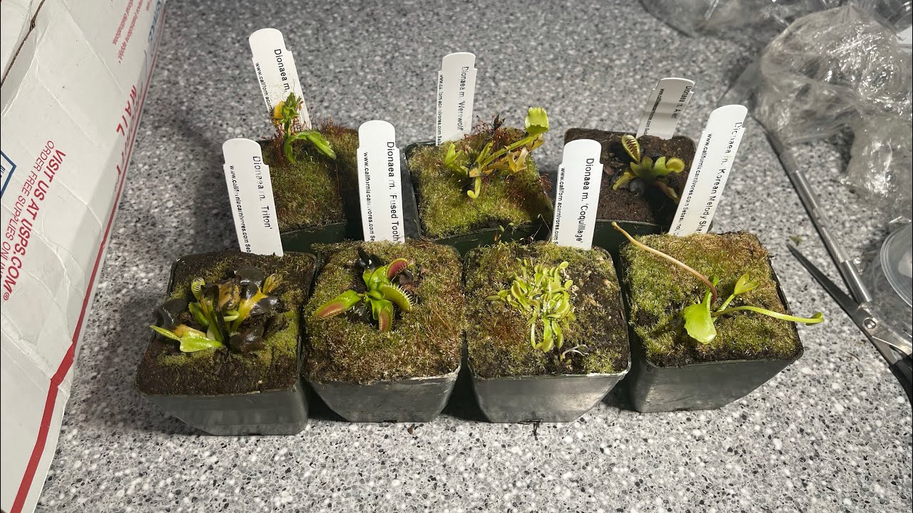 Huge Venus Flytrap Unboxing from California Carnivores!
