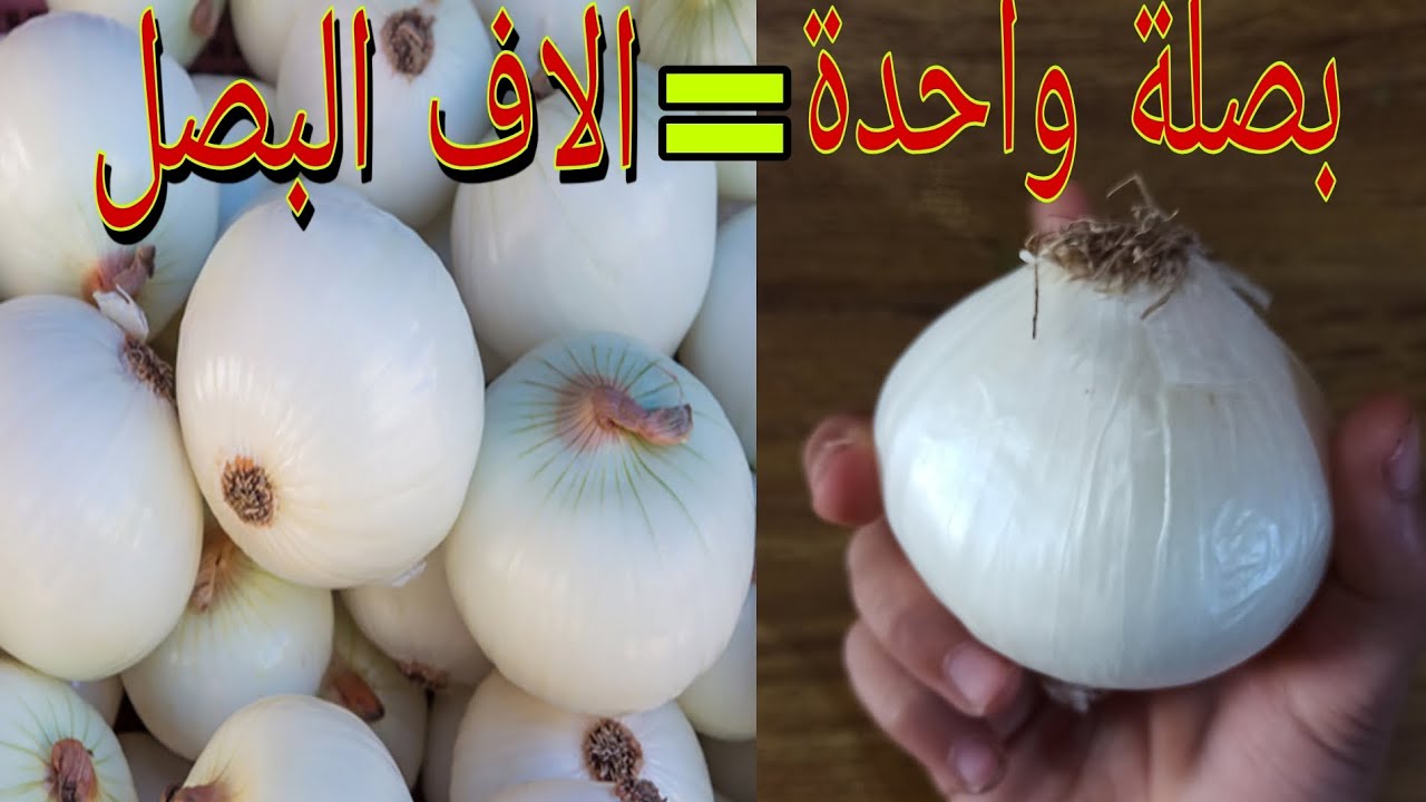 تعلم زراعة البصل في البيت بأسهل طريقة وبدون تعب
