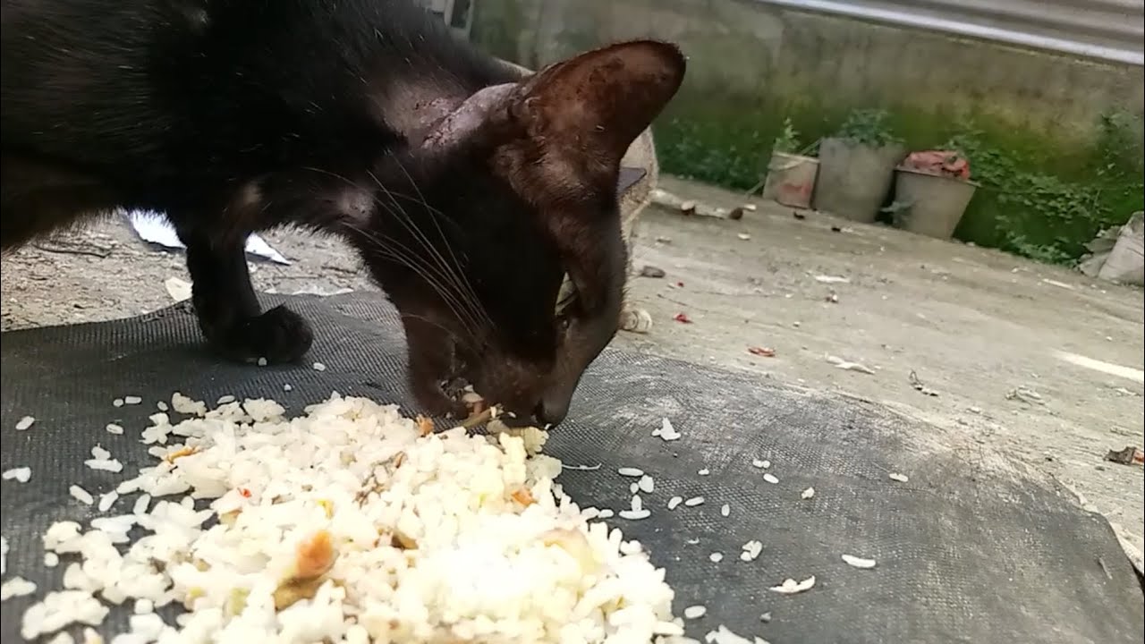Cats eating food ASMR part 15