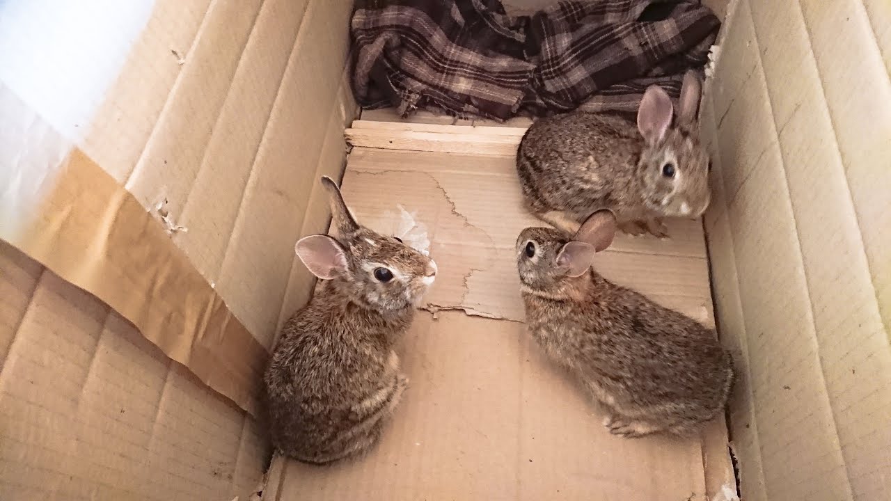 I tre coniglietti orfani