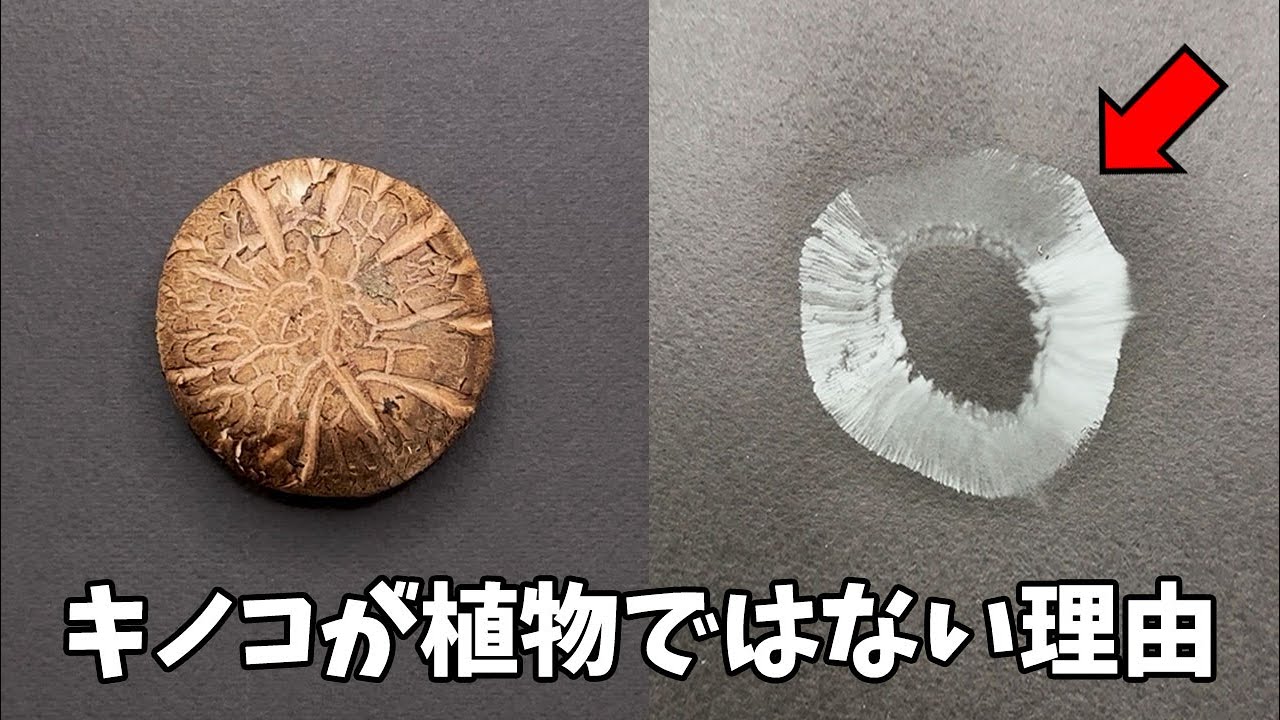 もしもキノコを黒い紙の上に置いておくと。。。