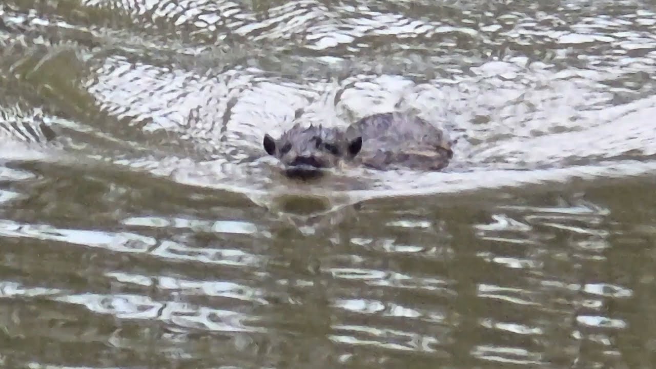 Rakali Encounter While Fishing In Broken Creek
