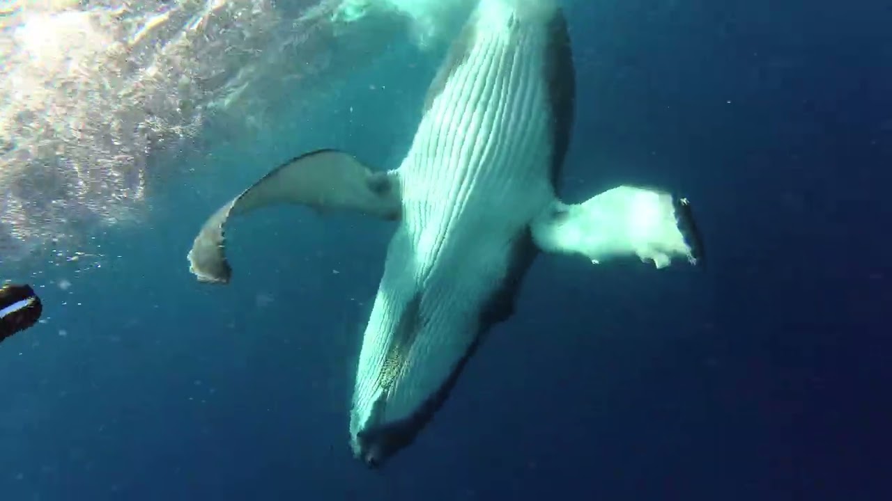 Baby humpback whale