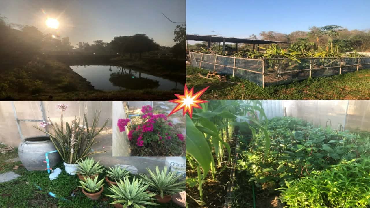 เศรษฐกิจพอเพียงพื้นเมืองอีสานบ้านนอก Sufficiency Economy of Rural Northeastern Thailand.